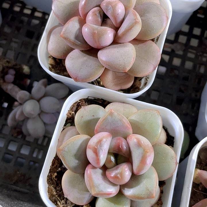 单头葡萄带哦土发