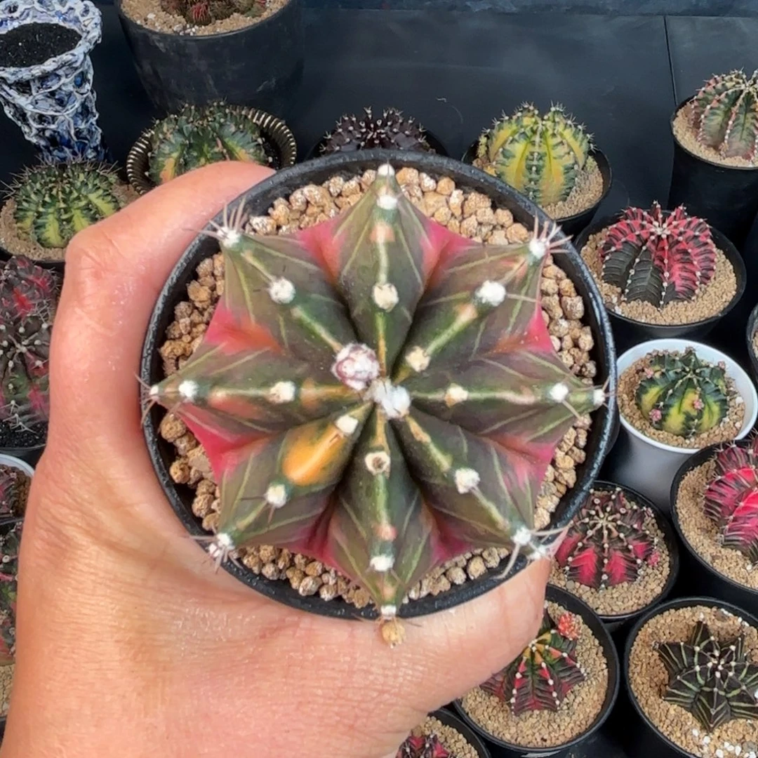 泰系米哈实生微瑕500