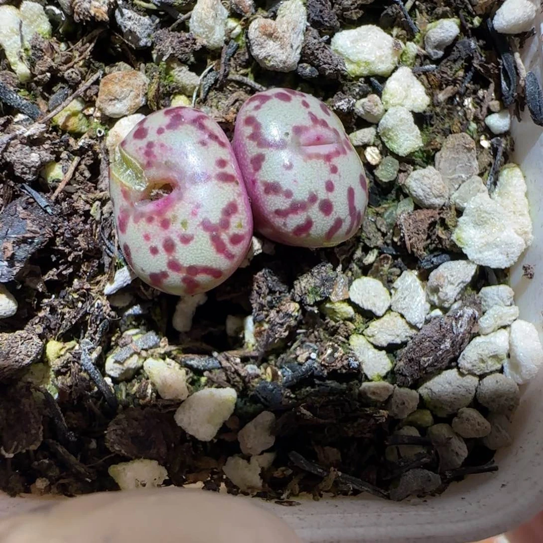 肉锥多肉植物百科4-有疤wc霓虹294