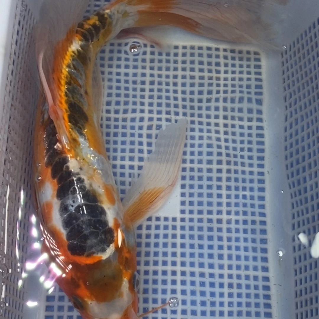 锦鲤冷水锦鲤包邮