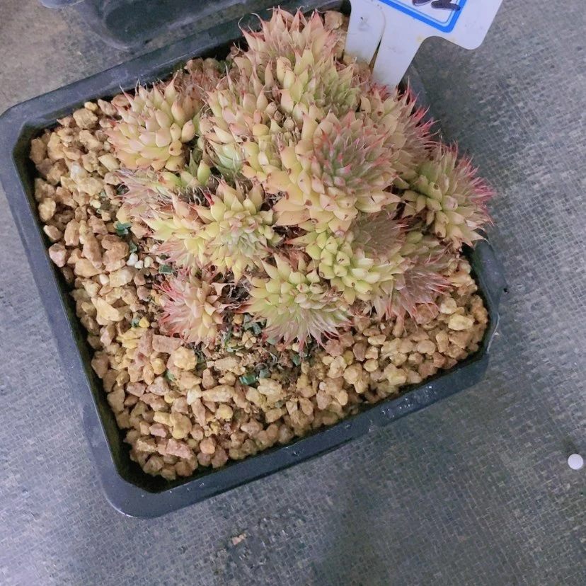 【闪购商品】゛****?2532