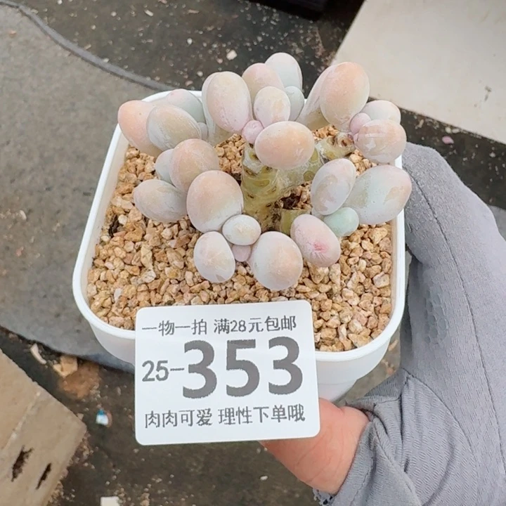 奶酪无盆土发货多肉多肉