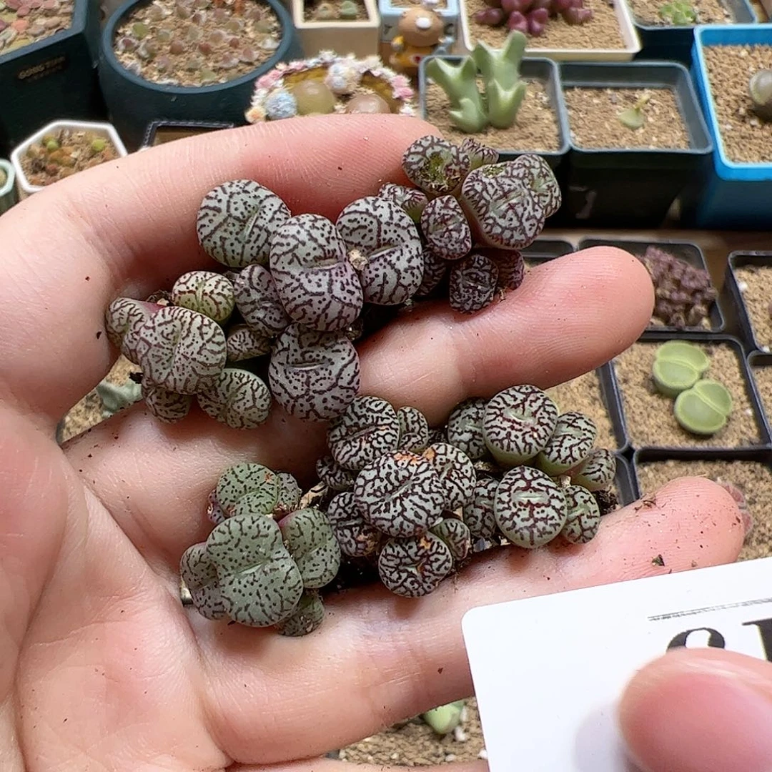 【闪购商品】15 开播福利