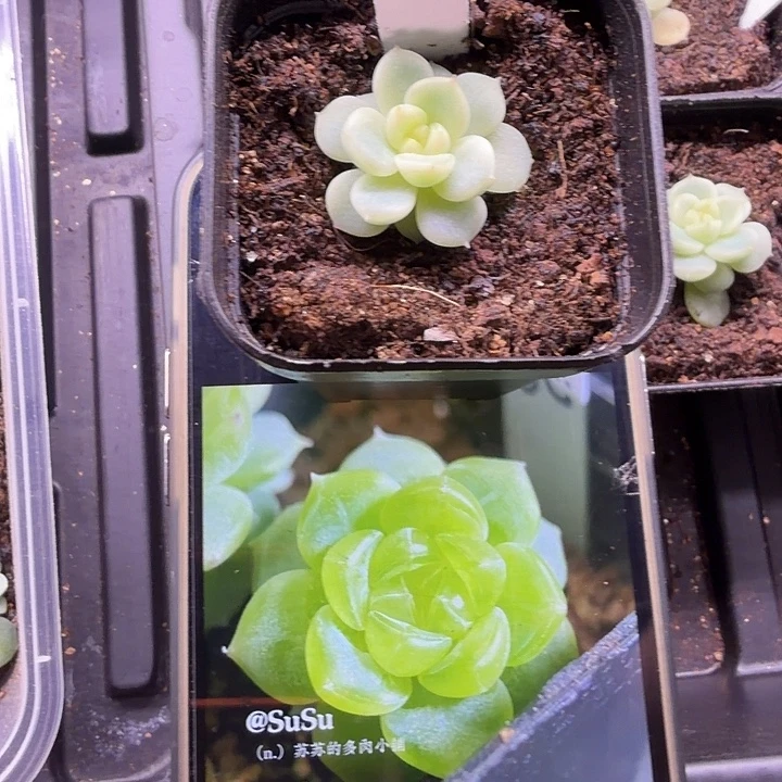 独家雪花甜心5公分盆口