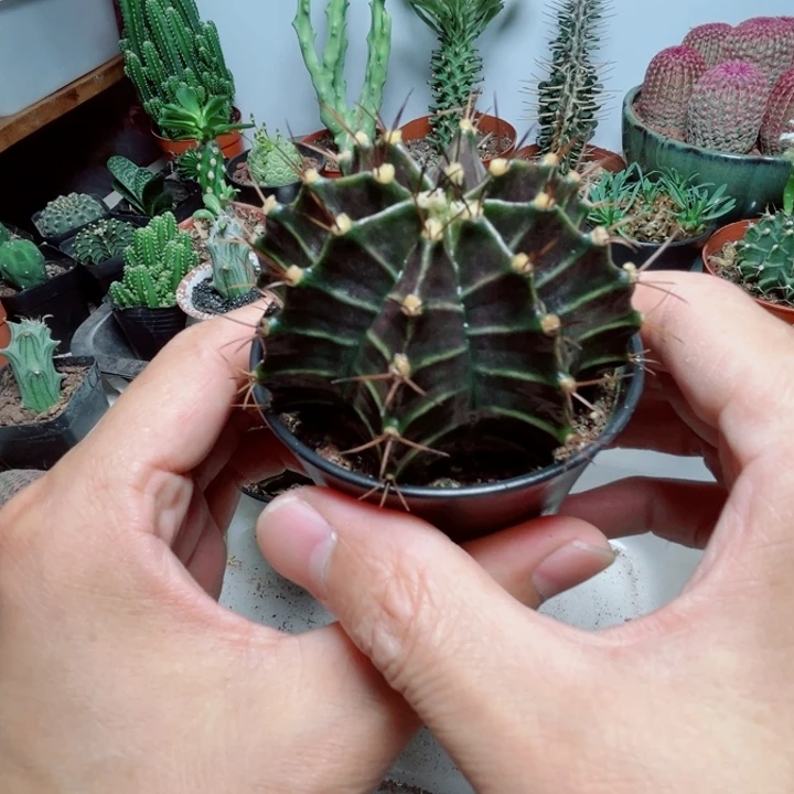 单头大号黑美人黑寡妇