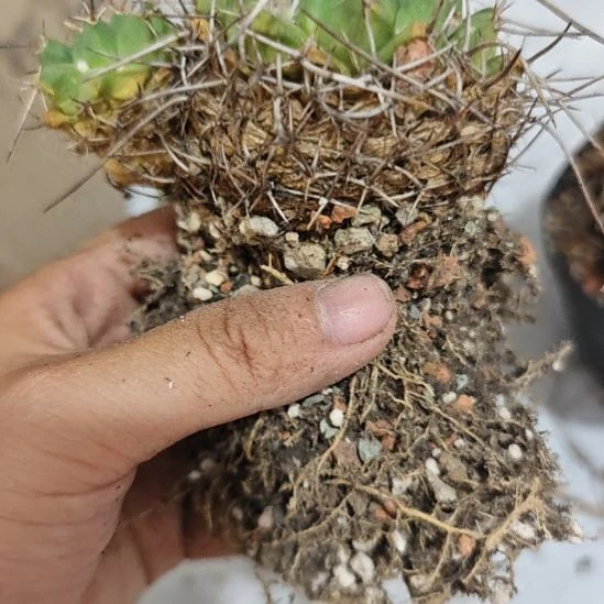 两颗白龙丸一起发，实生播种带大