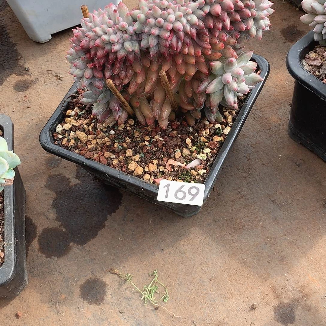 169所罗门缀化一物一拍多肉