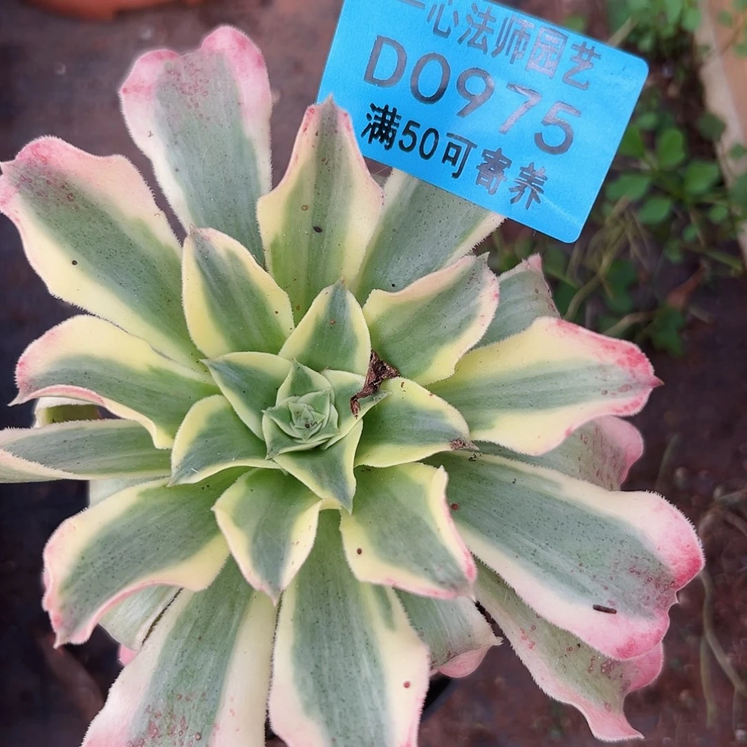 多肉植物多肉植物975