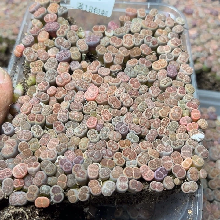【闪购商品】 560。