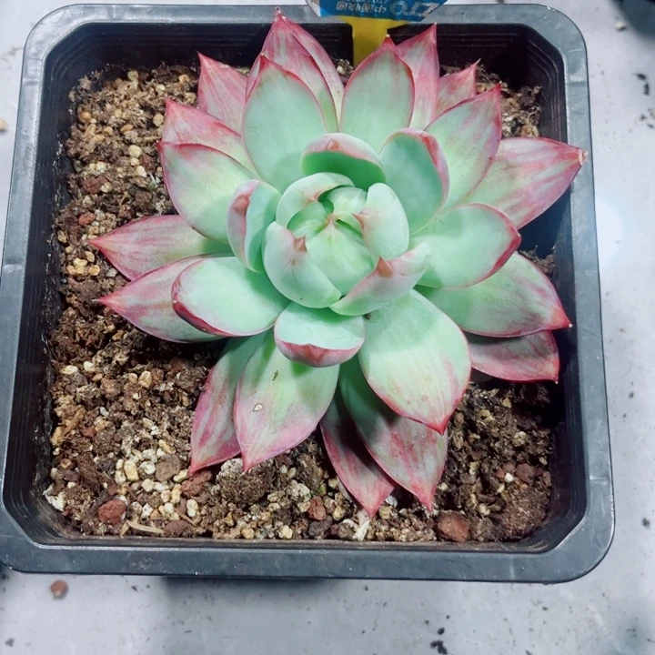 超***8惊鸿仙子多肉植物A10一起6棵