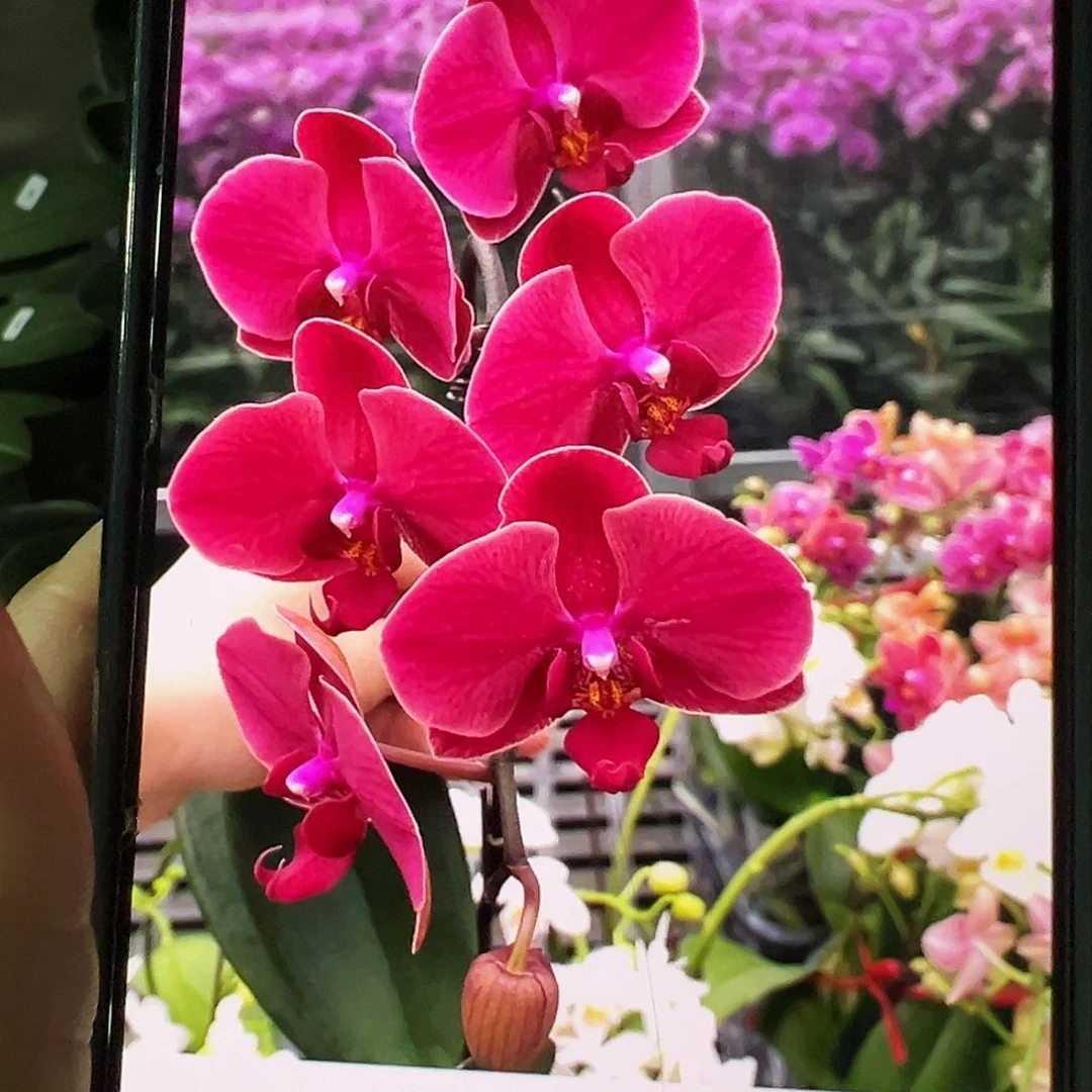 当前无花栽培后可以开花大苗红梅3寸新苗凑单发货