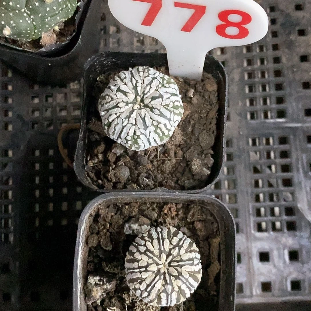 乌***雪778福利特价来了哦爱