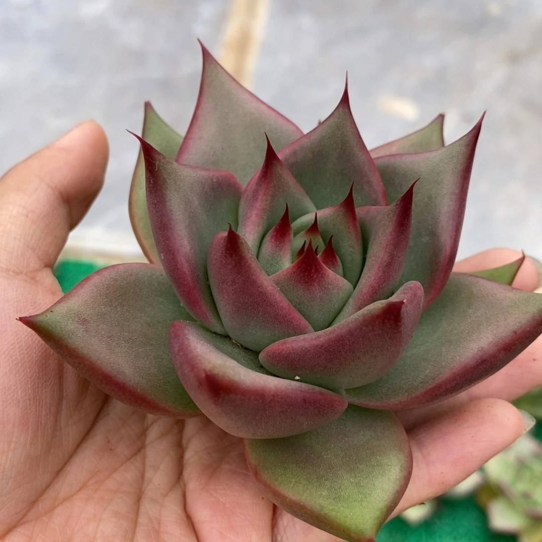 无花朵长睫毛宽肥叶