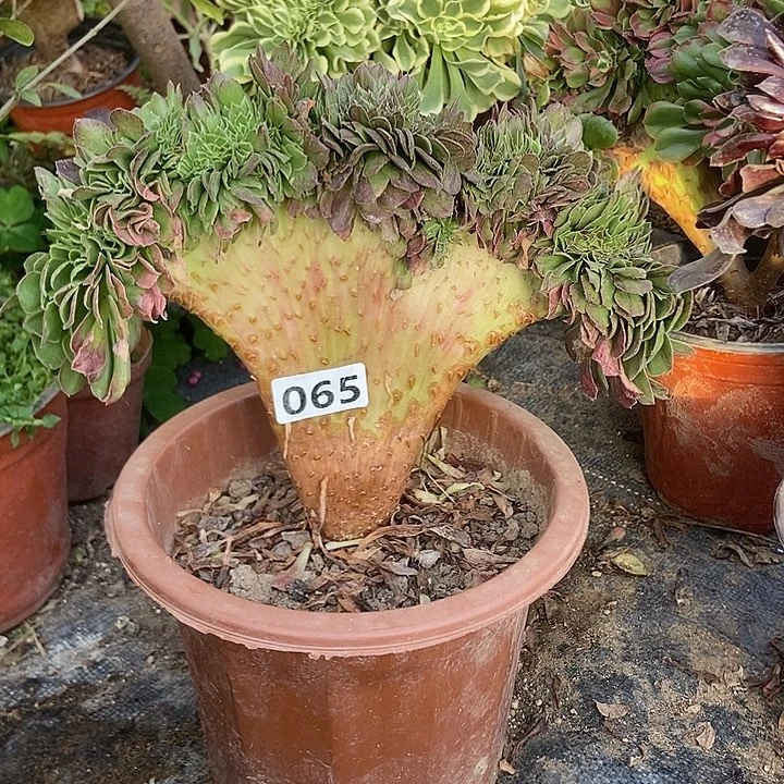 065花月夜缀化老板子法师缀