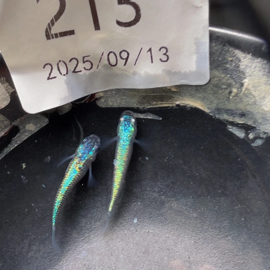 青鳉213海王星无背鳍一对