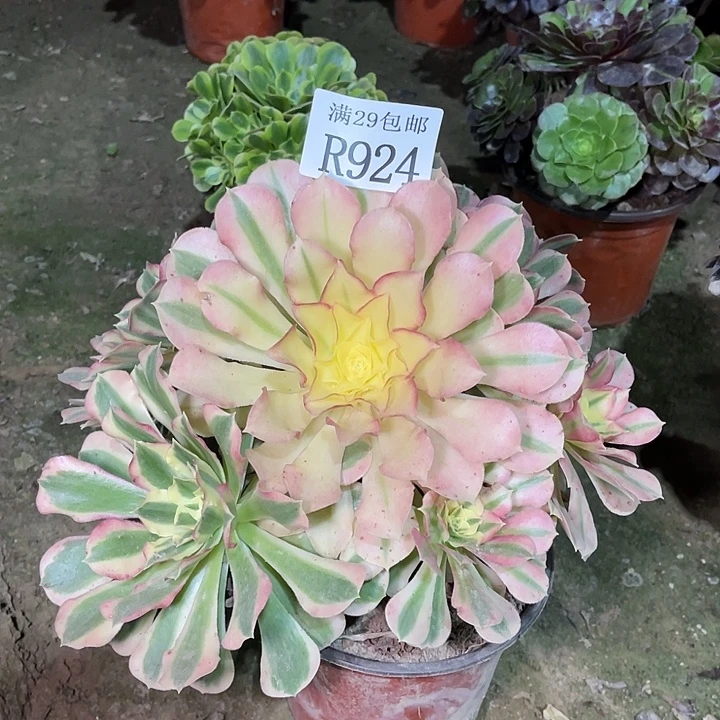 924白凤多肉植物