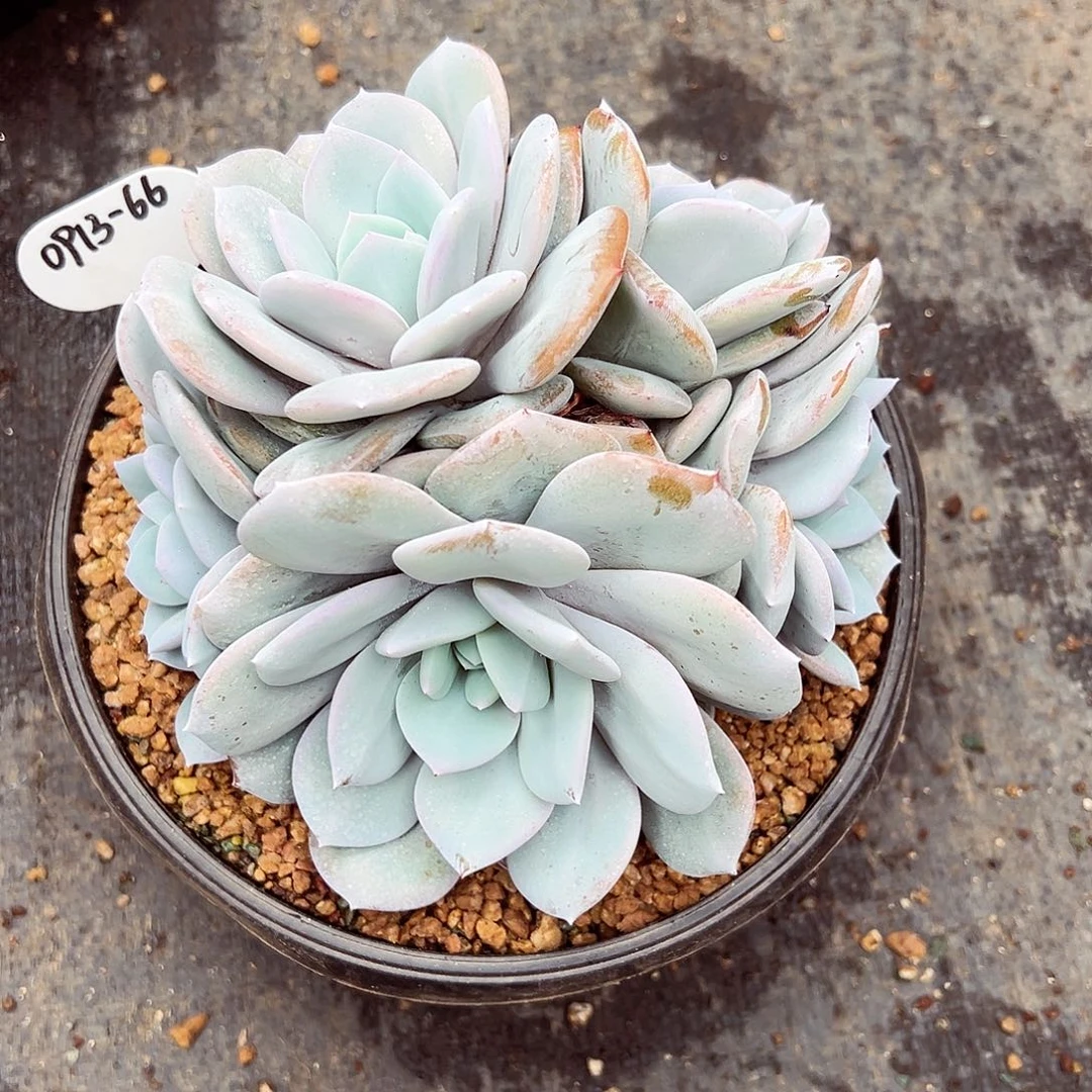 0913-66绝绝子奶茶