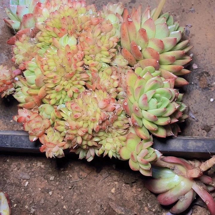 佳*这几句真的好好哭我