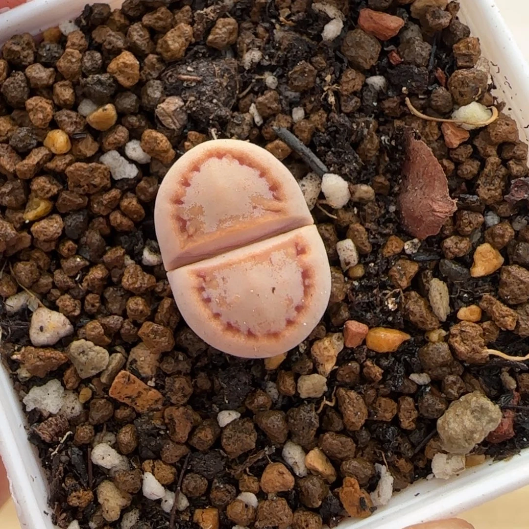 12.30。      216饼干。    2004