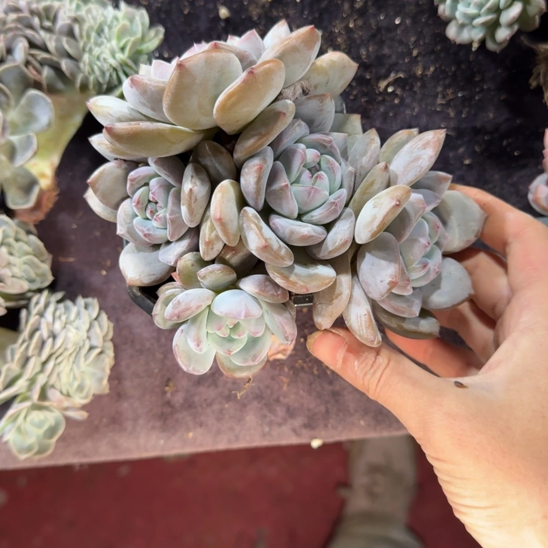 星影石榴籽有砍5头一物一拍