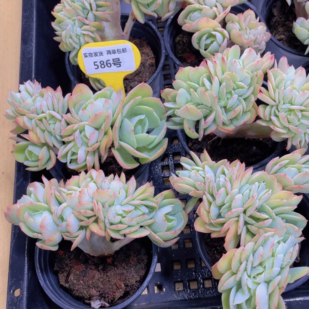 586号 丸叶带板子碧桃缀化一个