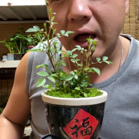 红陶虎*牙一物一拍所见即所得208