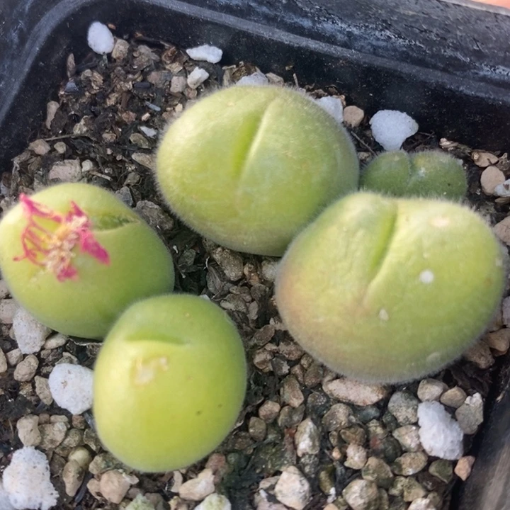 567长毛毛翠滴一盒