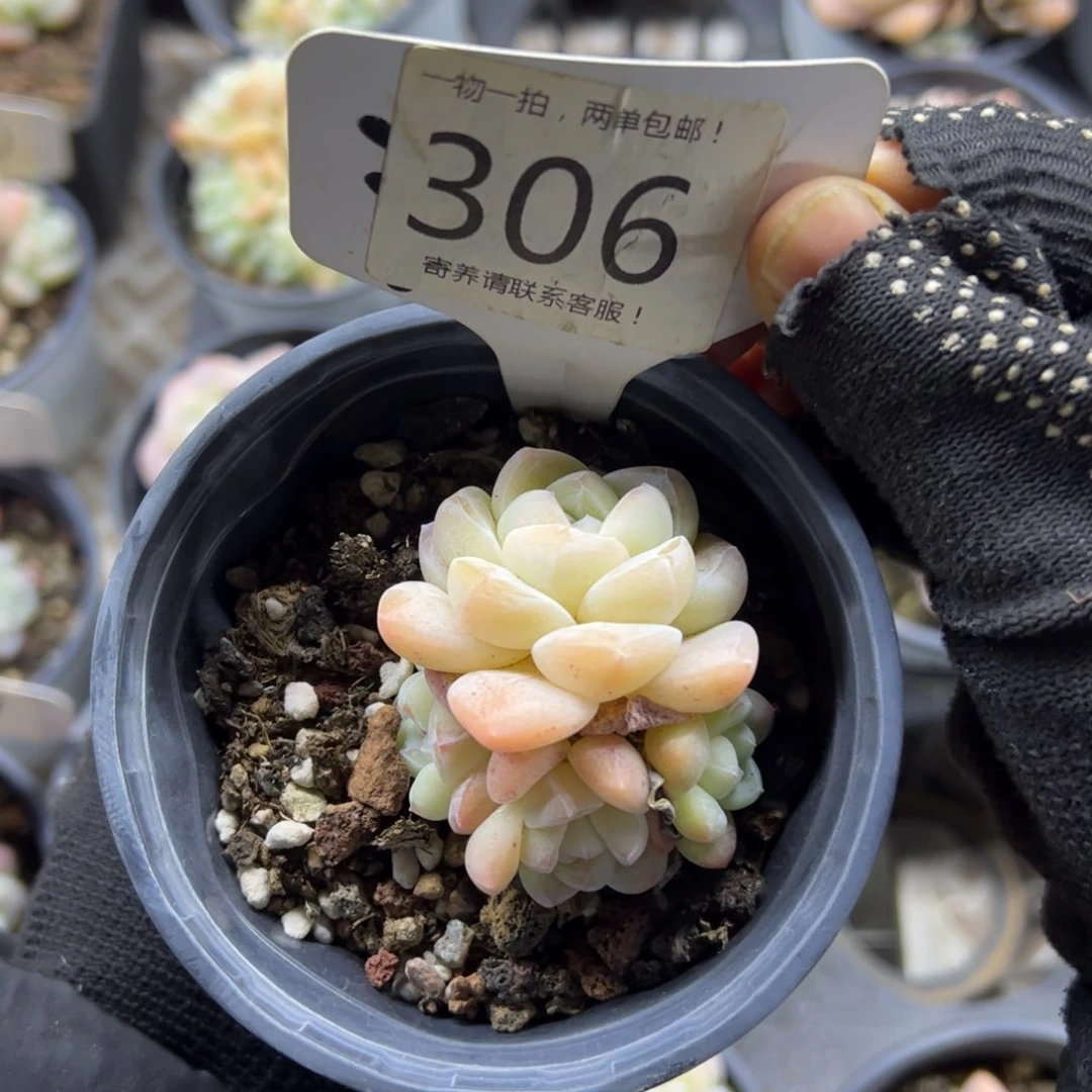 红陶306号多肉植物