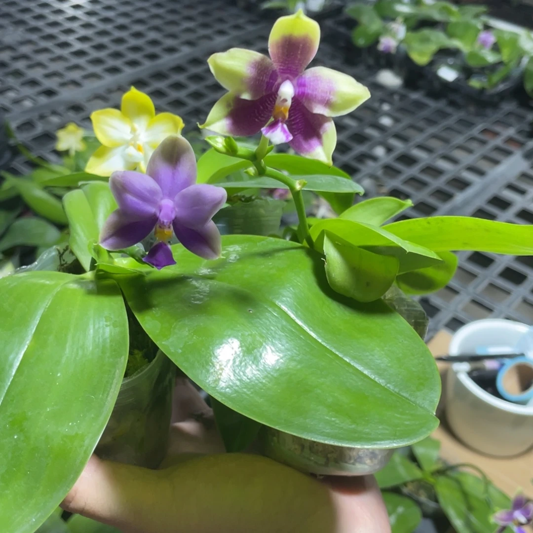 完全开放34叶瑕花期不保