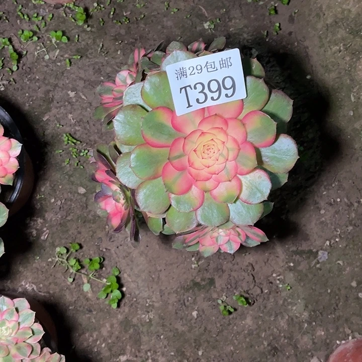 399荔枝多肉植物