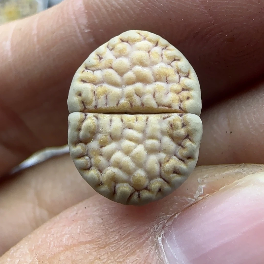 736饼干清框福利30包邮