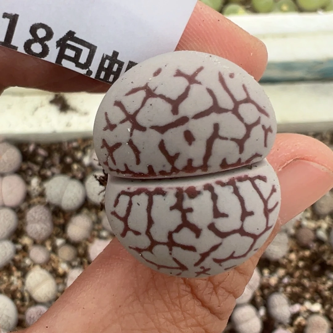 【闪购商品】177……