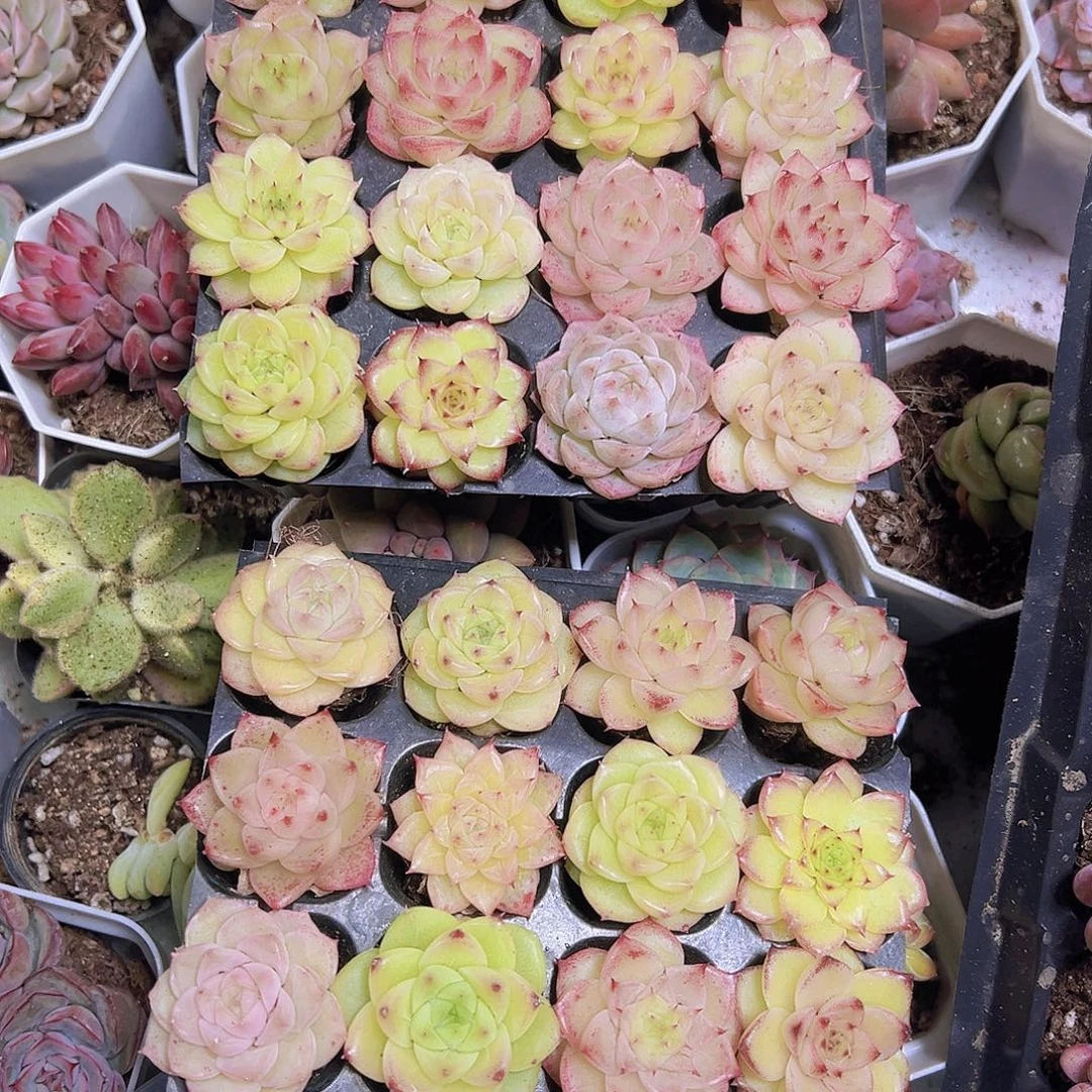 精品麦秆16个19包邮