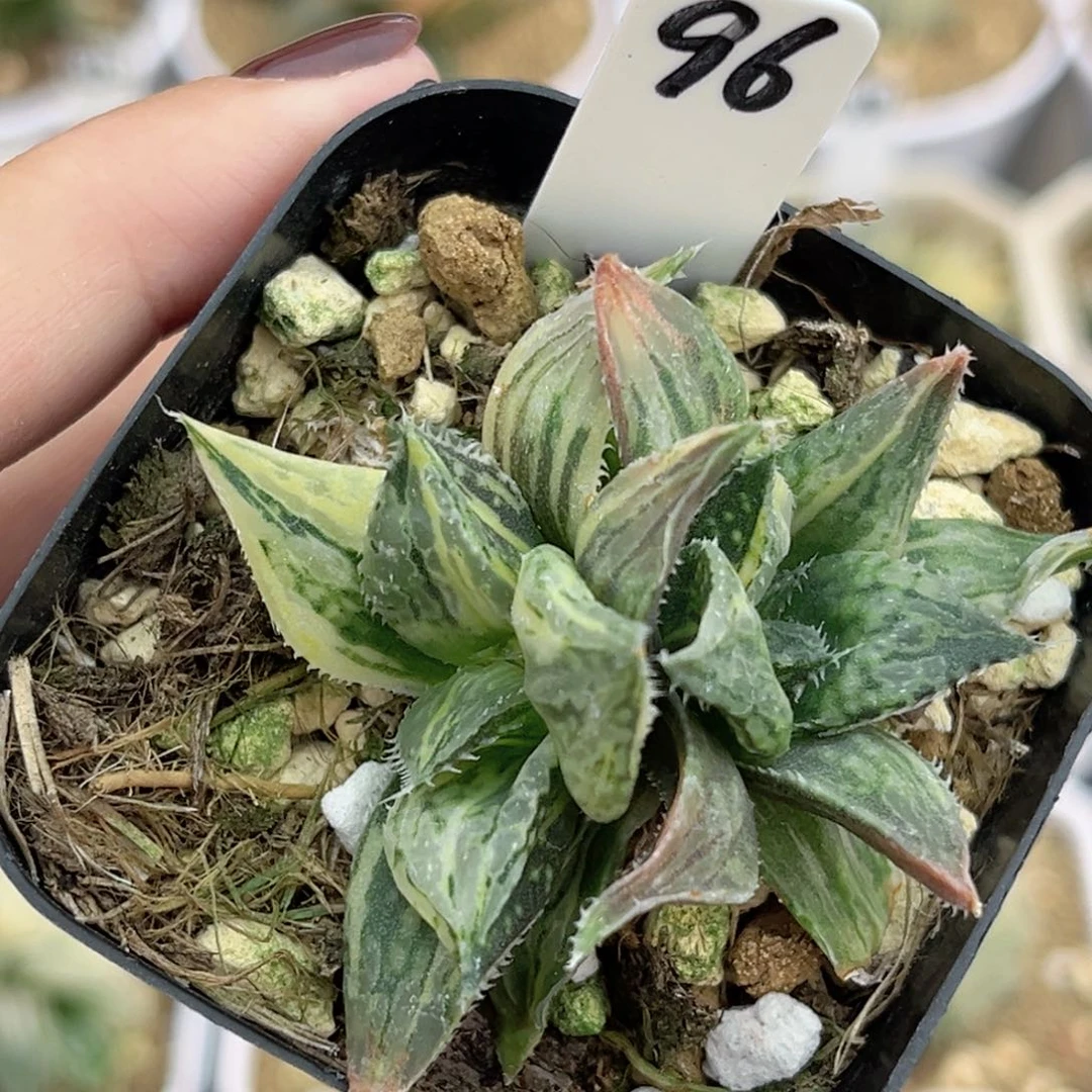 96变异双头实生寿锦福利专场