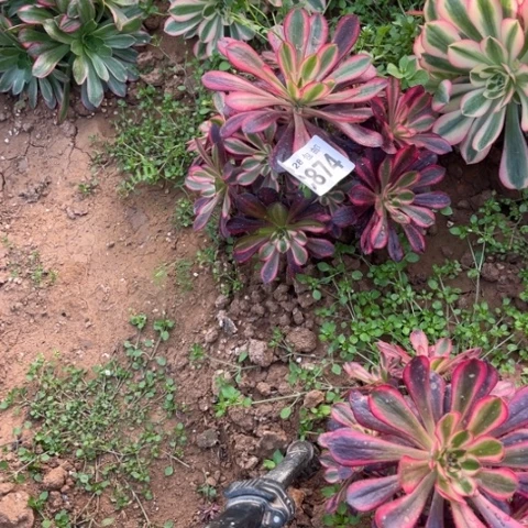 874香香不包断枝