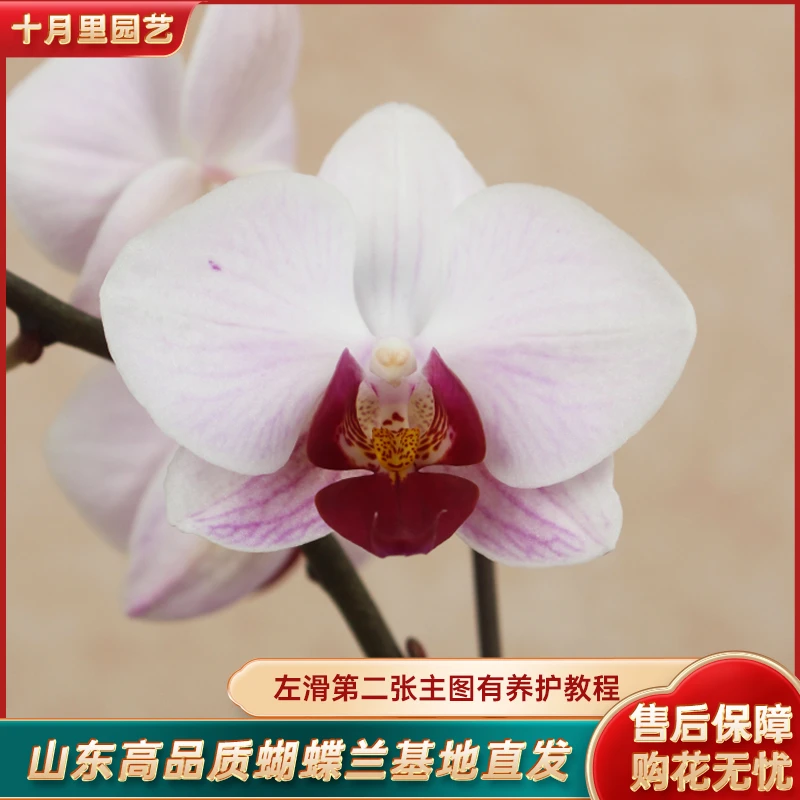 十月里蝴蝶兰【貂蝉 单双混】3.0寸杯带花带花苞发