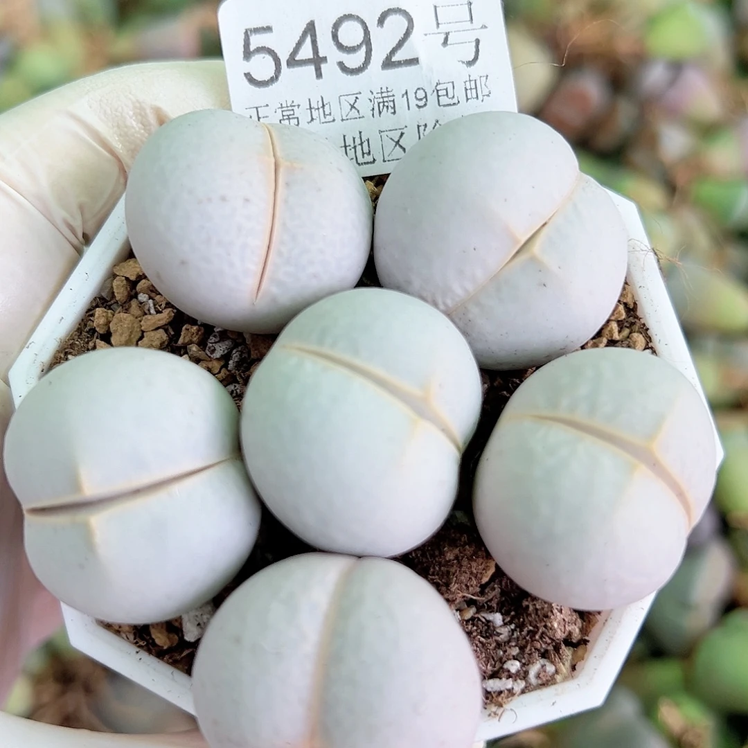 5492 好养易活生石花大母本