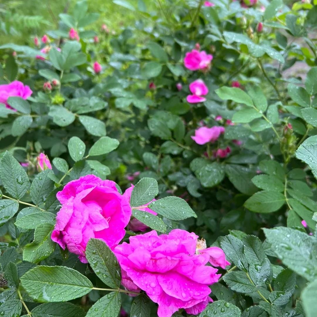 和田刺玫瑰四季可养室内外庭院阳台月季