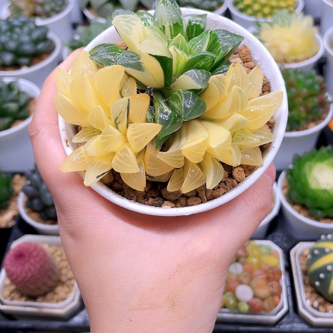 多头姬寿锦，原盆