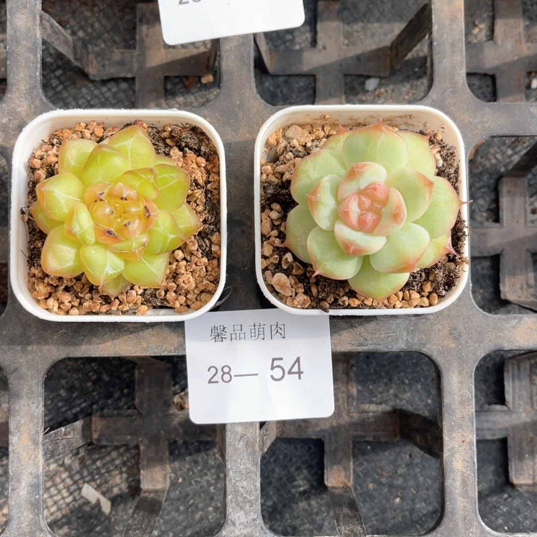 小白盆一物一拍18颗28-54