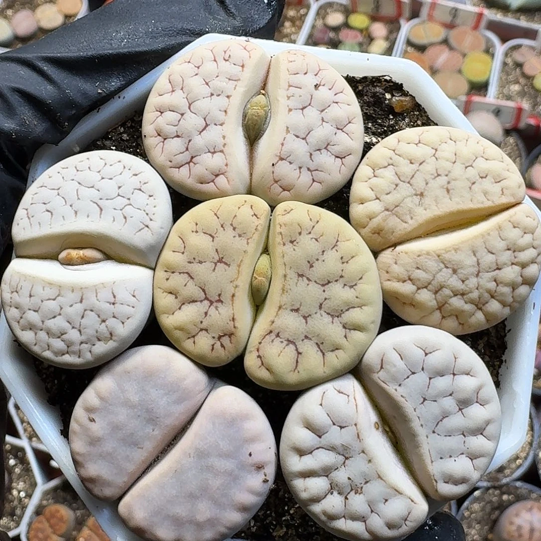 生石花111111。 132