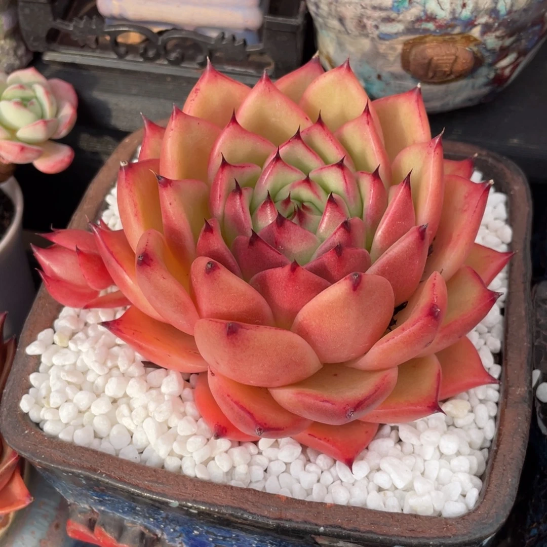 多肉植物盆栽多肉的