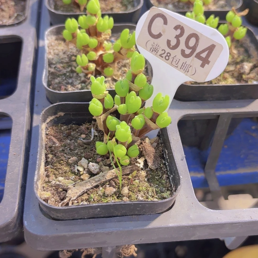 C294短耳兔一物一拍