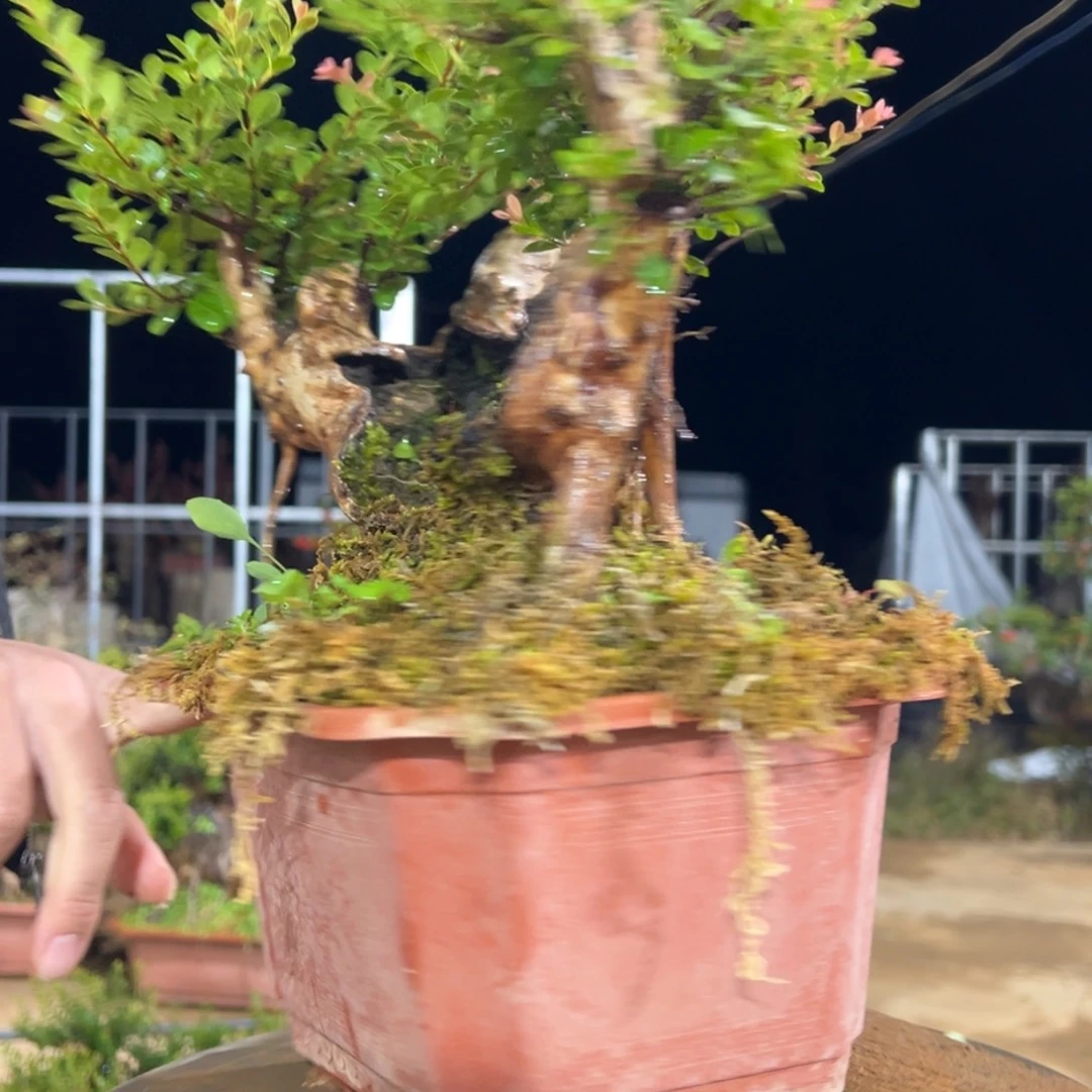 以实际为准山采红芽赤楠