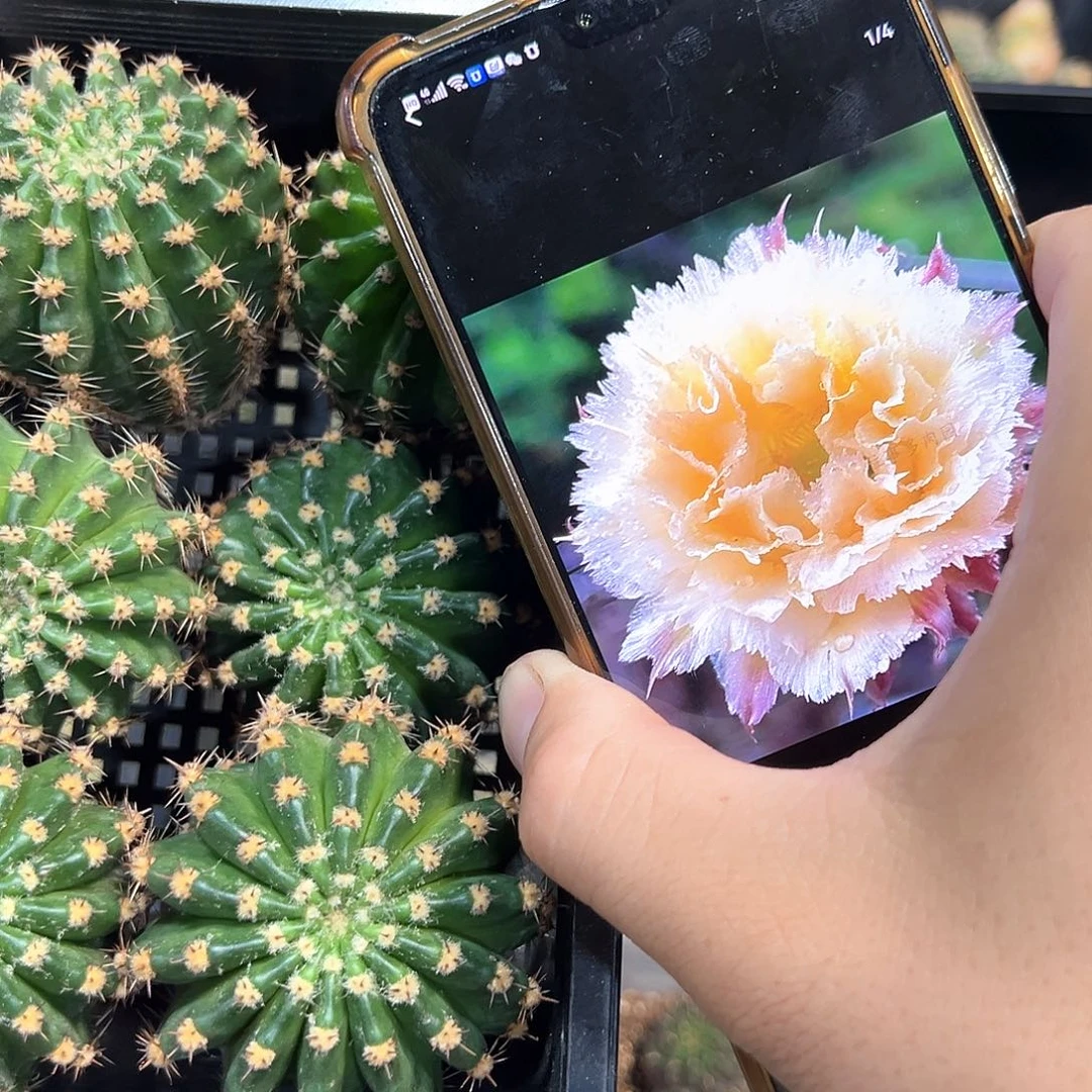 梨花洛彩草大花侧芽一颗