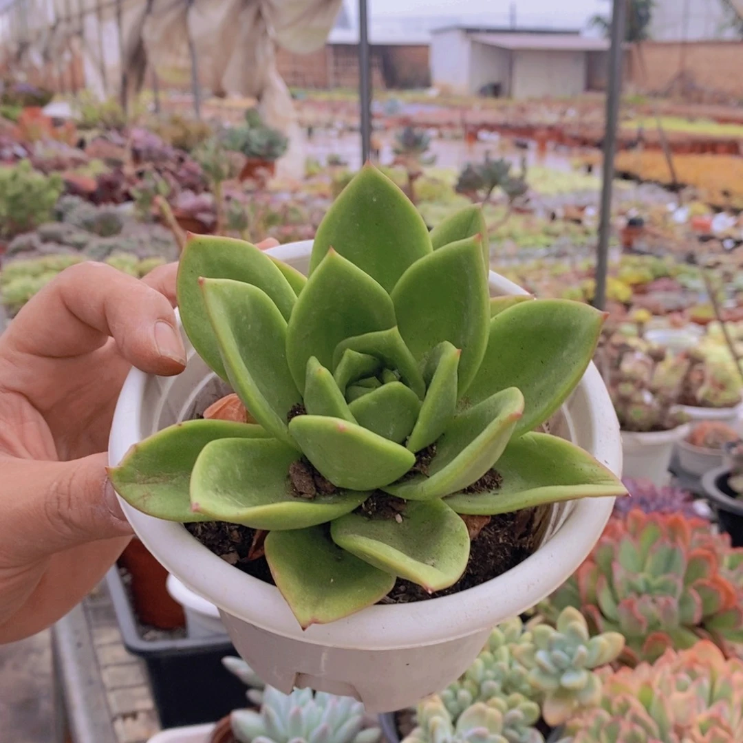 翠花大单头老桩多肉