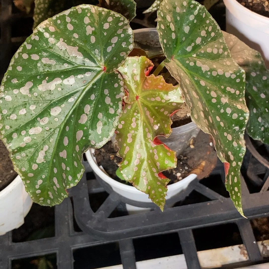 竹节一物一拍0001