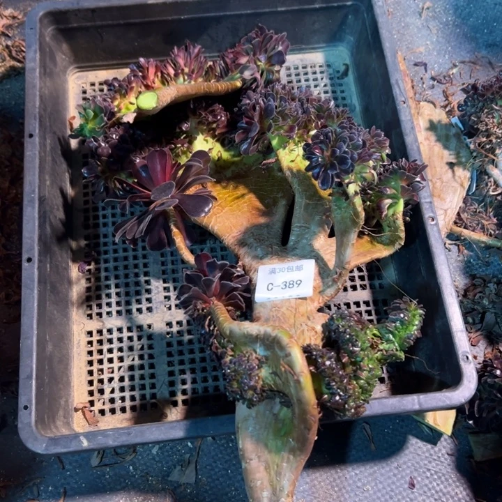 胜**先389欧紫砍头2棵不售后