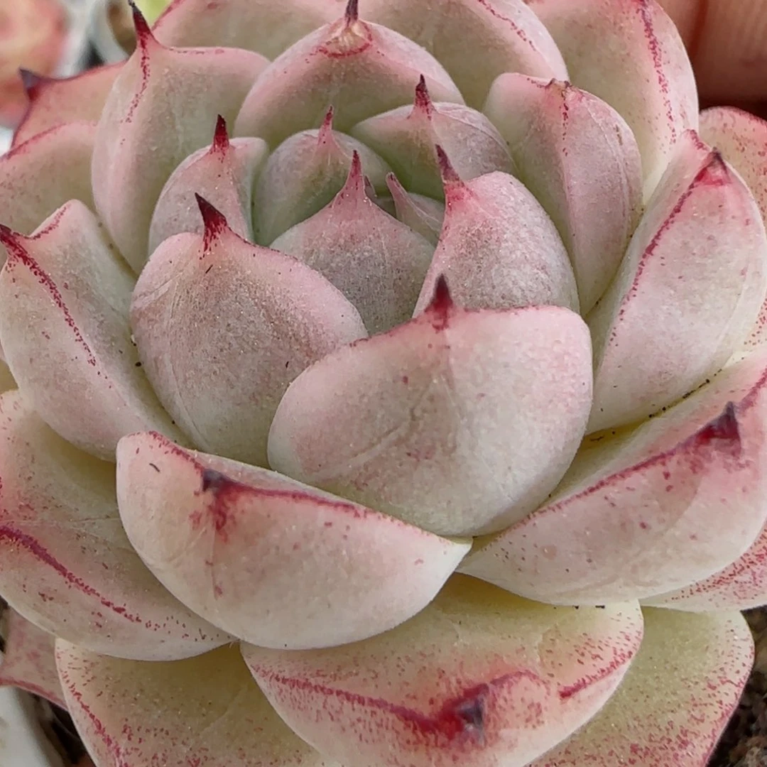 花语逸镜0225-253