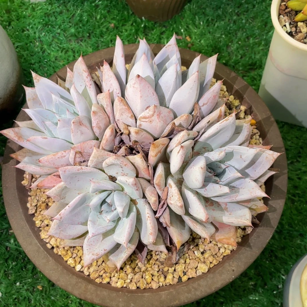 多肉植物盆栽多肉植物